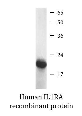 Human IL1RA recombinant protein (Active)