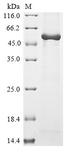 Angiopoietin-2 (Angpt2), rat, recombinant