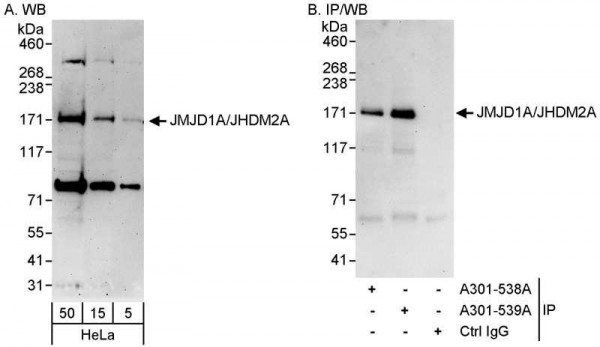 Anti-JMJD1A/JHDM2A