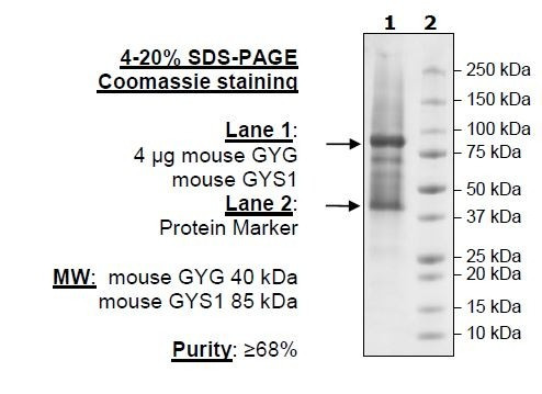 GYG/GYS1 (Mouse) Complex