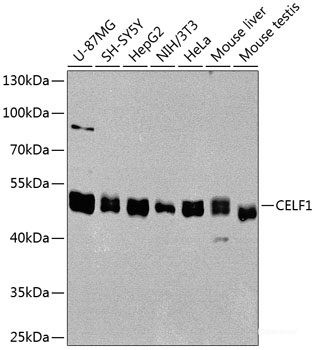 Anti-CELF1