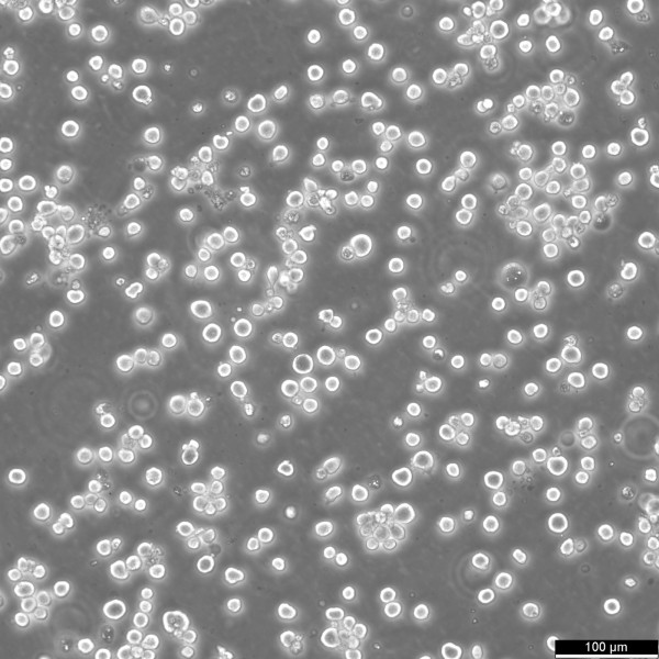 Sf9 Cells