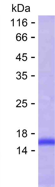 ANPEP (human), recombinant protein