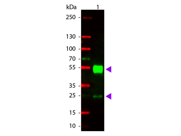 Anti-Mouse IgG (H&amp;L) [Goat] (Min X Human serum proteins) Rhodamine conjugated