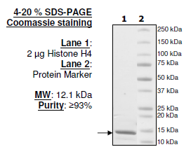 Histone H4, full length, recombinant protein