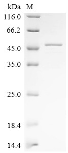 Calpain-3 (Capn3), partial, mouse, recombinant