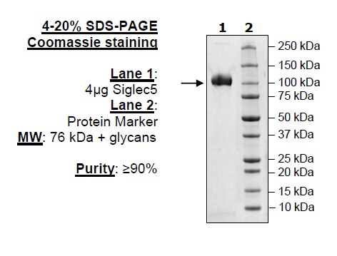 Siglec5, Fc Fusion, Avi-tag, Biotin-labeled