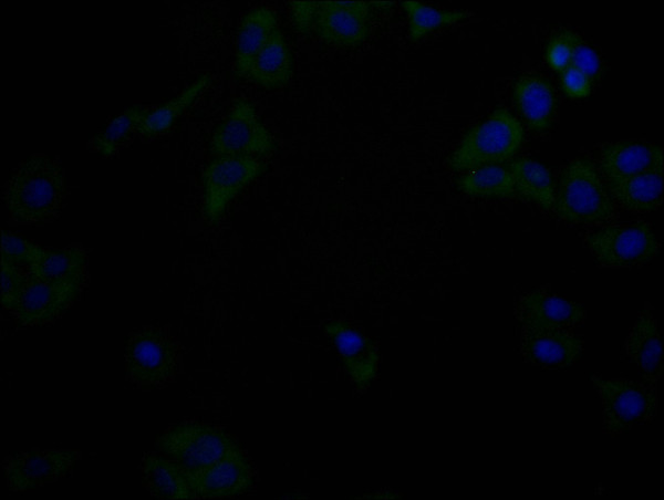 Anti-IFNLR1 Monoclonal, clone 5G12F3