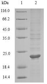 Tumor necrosis factor (TNF), partial, Marmota monax, recombinant