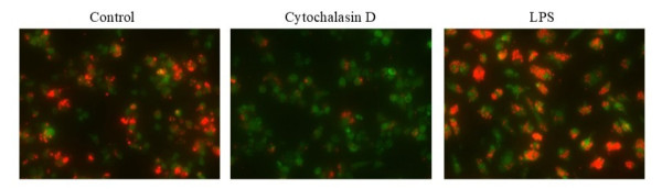 Cell Meter(TM) Fluorimetric Phagocytosis Assay Kit *Enhanced Red Fluorescence*