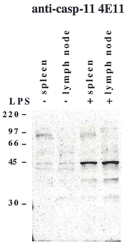 Anti-Caspase-11 (mouse), clone 4E11
