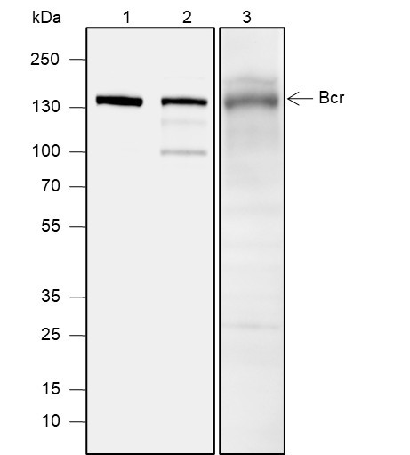 Anti-Recombinant Bcr, clone A591