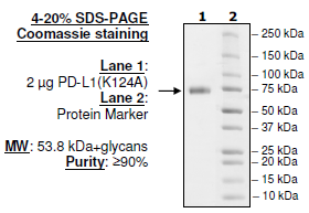 PD-L1 (K124A), Fc fusion, Biotin-labeled