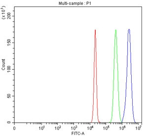 Anti-SLC26A9 / Solute carrier family 26 member 9