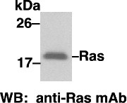 Anti-Ras, monoclonal