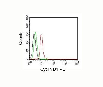 Anti-Cyclin D1, clone DCS-6