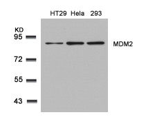 Anti-MDM2