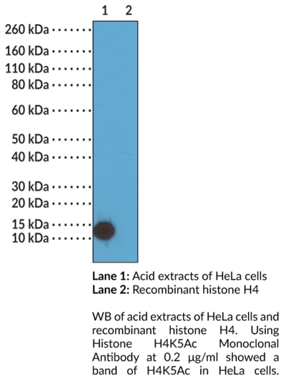 Anti-Histone H4K5Ac Monoclonal Antibody (RM199)