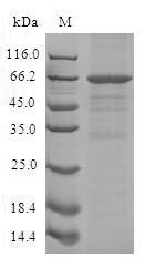 Schlafen family member 12-like (SLFN12L), human, recombinant