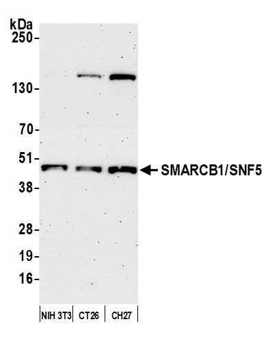 Anti-SMARCB1/SNF5