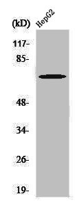 Anti-Phospho-PTPN11 (Y580)