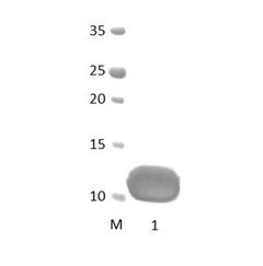 DLG4_2 PDZ Domain