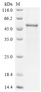 Slit homolog 2 protein (Slit2), partial, mouse, recombinant