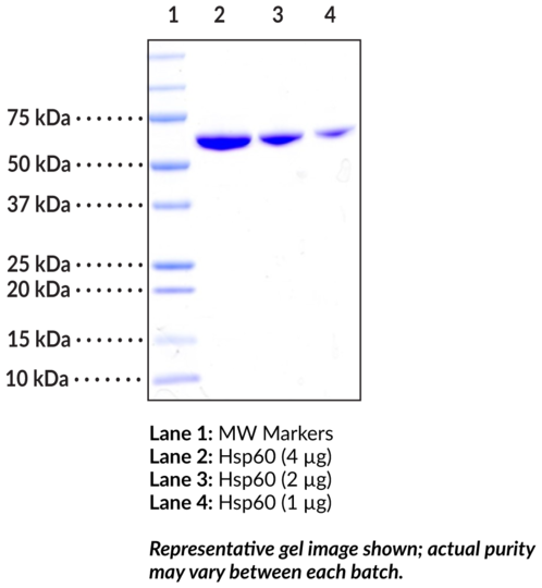 Hsp60 (human, recombinant)