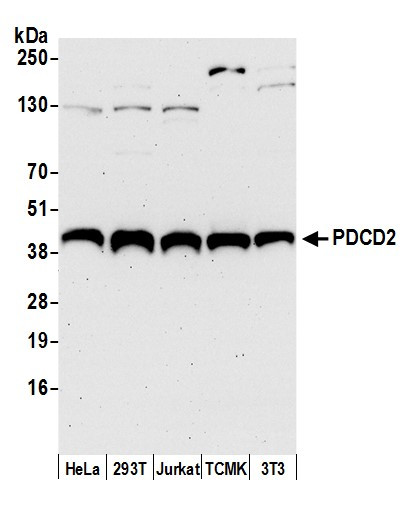 Anti-PDCD2