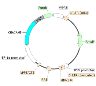 CEACAM5 Lentivirus