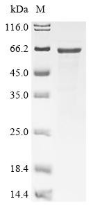 Neurofilament light polypeptide (Nefl), mouse, recombinant