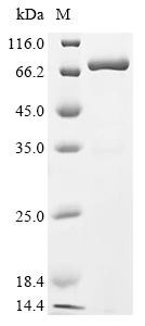 Cell surface glycoprotein CD200 receptor 1 (Cd200r1), partial, Biotinylated, mouse, recombinant