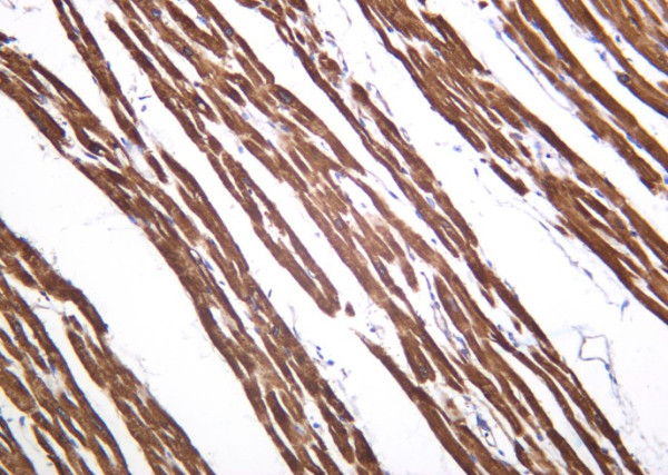 Anti-Recombinant SERCA2, clone 6B4