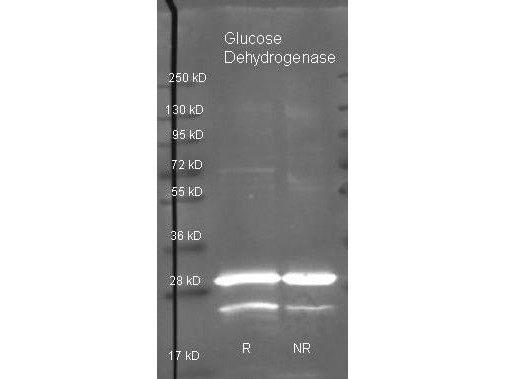 Anti-GLUCOSE DEHYDROGENASE, Peroxidase Conjugated