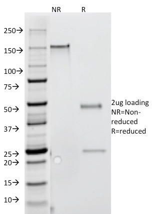 Anti-Interferon gamma (IFNG)(G-23), 1mg/mL
