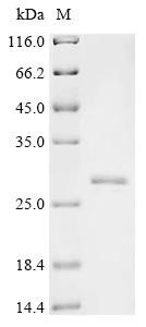 Synaptosomal-associated protein 25 (Snap25), mouse, recombinant