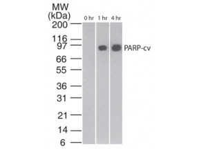 Anti-PARP, clone 194C1439