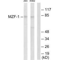 Anti-MZF1