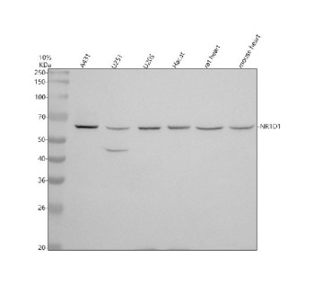 Anti-NR1D1 / Nuclear receptor subfamily 1 group D member 1