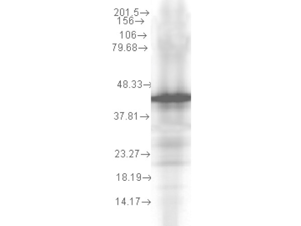 Anti-Hsp40 (YDJ1), clone 1G10.H8