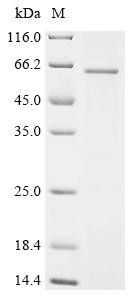 Complement component receptor 1-like protein (Cr1l), partial, recombinant rat