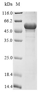 ATP synthase subunit beta, mitochondrial (Atp5f1b), rat, recombinant