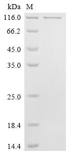 Amyloid beta A4 protein (App), mouse, recombinant