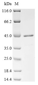 Transcription cofactor vestigial-like protein 3 (VGLL3), human, recombinant