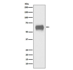 Anti-CD5, clone ACII-3