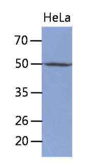 Anti-Thymine DNA glycosylase, clone 2F7