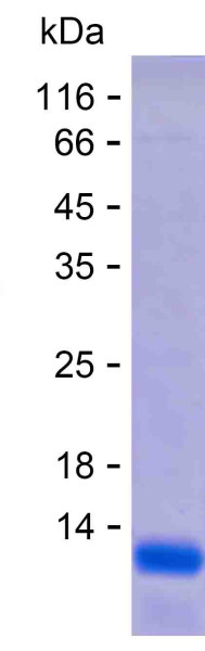 STX5 (human), recombinant protein