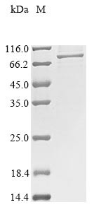Dystroglycan (DAG1), partial, rabbit, recombinant