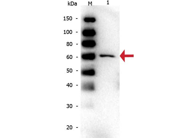 Anti-Albumin, bovine serum (BSA), clone 5A10