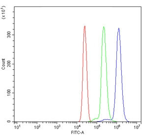 Anti-CTSC / Cathepsin C